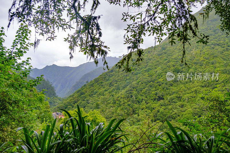 Forest view along the Vereda dos Balcões over Ribeiro Frio in the mountains of Madeira island